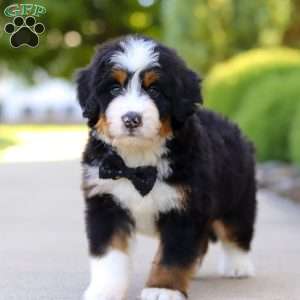 Rambo, Mini Bernedoodle Puppy